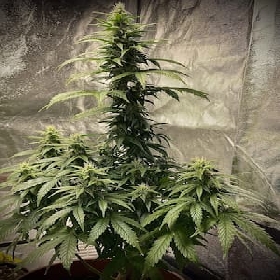 Strawberry Shortcake Auto > Pure Instinto